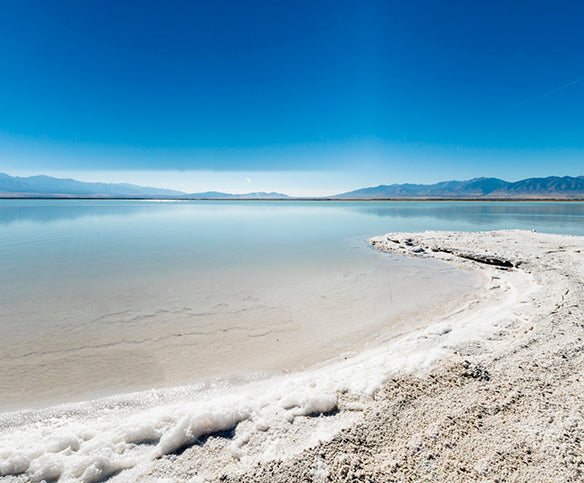 Brine Shrimp (Sea-Monkeys®) Officially Named Utah's State Crustacean