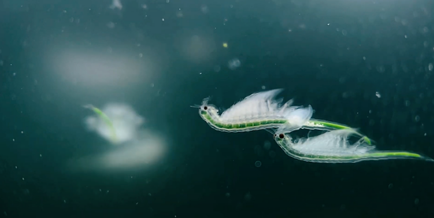 Prehistoric Sea-Monkeys® — Surviving the Centuries
