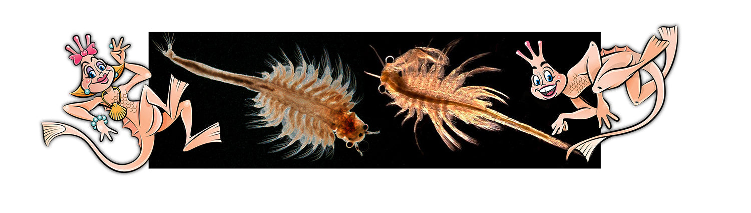 From Shrimp to Monkeys